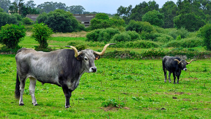 Tudanca cow breed, characteristic of Cantabria, Serdio village, Cantabria, Spain