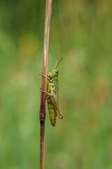 Green grasshopper blends with leaves, perched on plant stem, displaying beauty in natural habitat