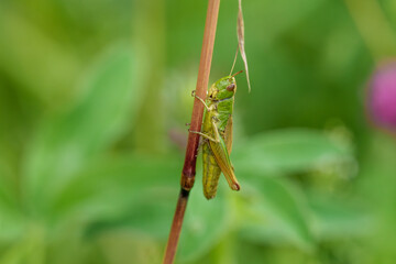 Green grasshopper blends with leaves, perched on plant stem, displaying beauty in natural habitat