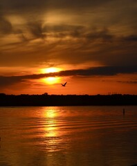 pelican at sunset over the sea