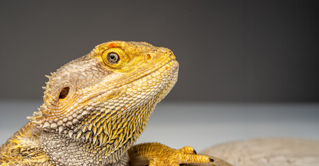 Agama lizard portraits close-up with texture