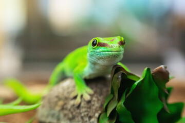 Close-up portrait of a beautiful Madagascar gecko Phelsuma