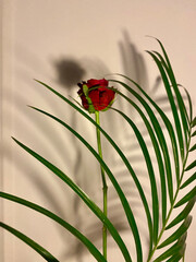 A green palm frond with a single red rose bud against a beige background. The minimalist composition and natural lighting create an elegant contrast, perfect for botanical and nature-themed projects.