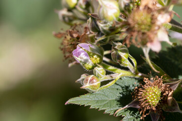 an orchard in which blackberries are grown