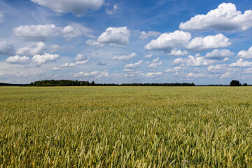 a field with wheat that turns from green to yellow during ripening