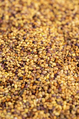 clover seeds for growing in fields