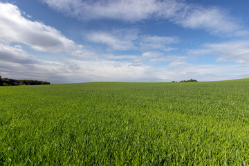 beautiful green wheat sprouts in sunny weather