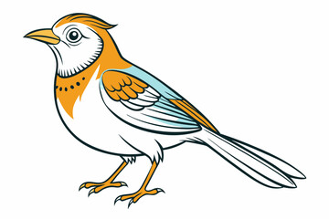 African citril bird vector illustration white background