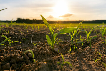 a field with a corn harvest in the evening