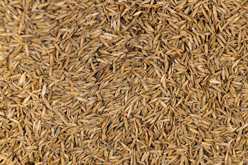 mixed seeds of perennial and annual grass for lawn