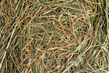 Dehydrated Dried Grass for hay production in agriculture