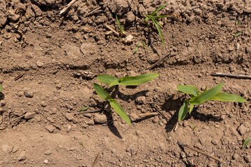 corn sprouts in sunny spring weather
