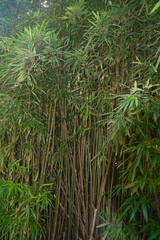 Hawaii Green Bamboo Forrest Landscape