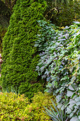 Ogród, zielona ściana, Garden, green wall © Studio RMW
