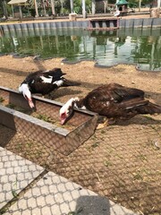 ducks eat food on the shore
