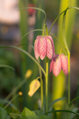 Two Snake's Head Fritillary's (Fritillaria meleagris) flowering in a nature garden