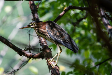 Green Heron 3