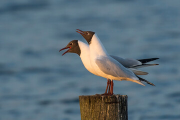 Black-headed Gull (Chroicocephalus ridibundus) couple perched on a wooden pole in a lake