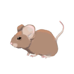 Brown field mouse, color illustration