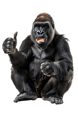 Obraz premium Funny gorilla sitting and showing thumbs up isolated on transparent background, PNG, cutout