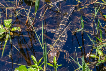 BABY ALLIGATOR