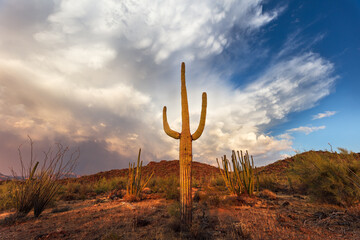 Sonoran Desert sunset in Organ Pipe Cactus National Monument