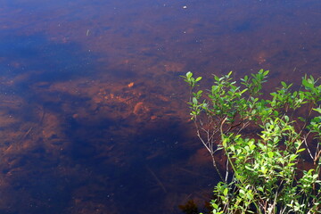 Blueberry bush next to a lake. Eken&auml;s, Finland.