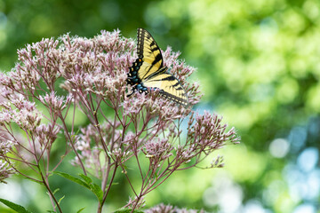 Butterfly on a flower