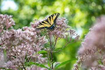 Yellow Swallowtail Butterfly 1 
