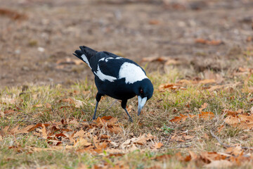 Photograph of a black and white Australian Magpie bird foraging for food  on the ground in the regional town of Talbingo in the Snowy Mountains in New South Wales in Australia.