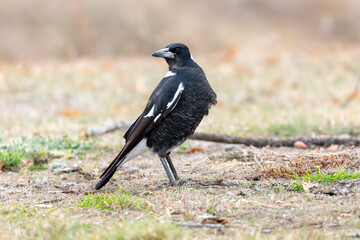 Photograph of a black and white Australian Magpie bird foraging for food  on the ground in the regional town of Talbingo in the Snowy Mountains in New South Wales in Australia.