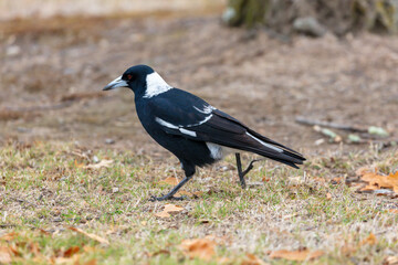 Photograph of a black and white Australian Magpie bird foraging for food  on the ground in the regional town of Talbingo in the Snowy Mountains in New South Wales in Australia.