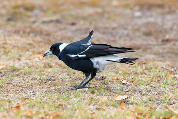 Photograph of a black and white Australian Magpie bird foraging for food  on the ground in the regional town of Talbingo in the Snowy Mountains in New South Wales in Australia.