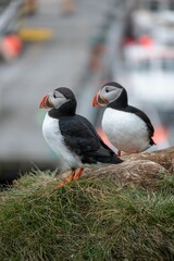 Two Atlantic puffins standing on a grassy cliff with a blurred harbor background.