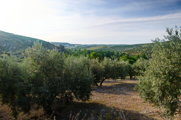 A serene olive grove landscape with rolling hills and a bright blue sky during daytime