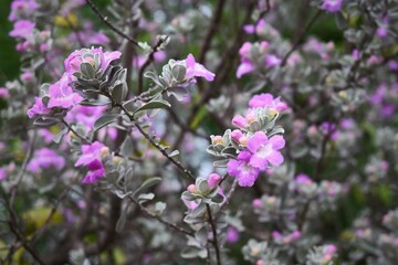 Flores violetas del arbusto 