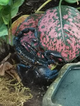 ESCORPION