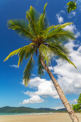 Picturesque tropical golden sandy Thornton Beach in Daintree rainforest under blue sky with white clouds, Queensland, Australia. Thornton Beach is bounded to the south by Cape Tribulation Road.