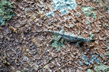 Common Flying Dragon (Draco volans) - Commonly Found in Costa Rica