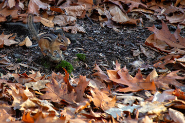 Eastern Chipmunk (Tamias striatus) - Spotted in Upstate New York