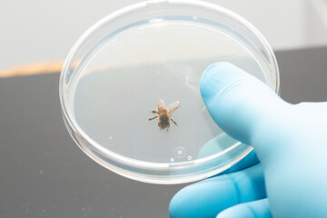 Scientist holding petri dish with a dead bee for examination