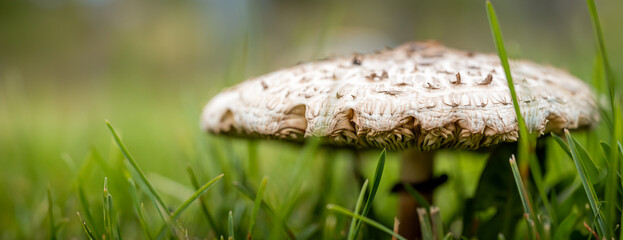 Mushroom among grass blades. Macrolepiota procera