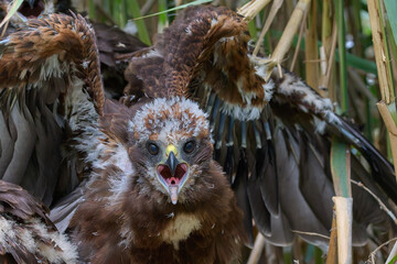 Joung marsh harrier in the nest
