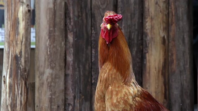Rooster on Free-Range Farm Looking into Camera. Close Up. 4K Resolution.