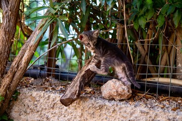 Kitty in the nature