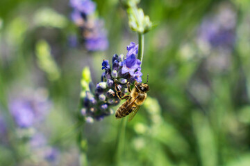 Close-Up of Bees Collecting Nectar from Blossoming Plants in lush green nature showing balanced ecosystem