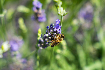 Close-Up of Bees Collecting Nectar from Blossoming Plants in lush green nature showing balanced...