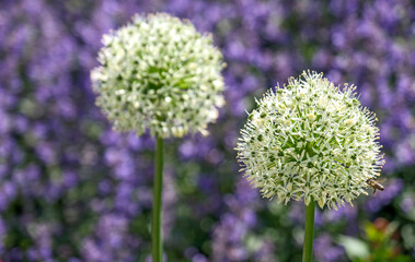 Zierlauch (Allium)