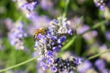 Close-Up of Bees Collecting Nectar from Blossoming Plants in lush green nature showing balanced ecosystem