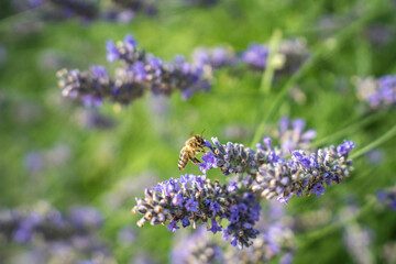 Close-Up of Bees Collecting Nectar from Blossoming Plants in lush green nature showing balanced...